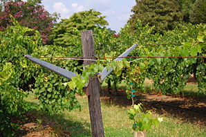 Pine Level, bekannt für den Weinanbau