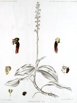 Hetaeria affinis (als Hetaeria rubens) in:G. King, R. Pantling:The Orchids of the Sikkim-Himalaya(1898)