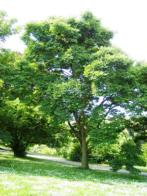 Japanischer Korkbaum (P. japonicum)