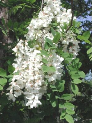 Gewöhnliche Robinie (Robinia pseudoacacia)