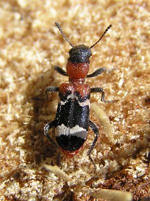 Ameisenbuntkäfer (Thanasimus formicarius)