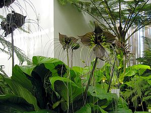 Fledermausblume (Tacca chantrieri)