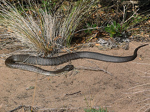 Schwarze Tigerotter (Notechis scutatum) auf King Island