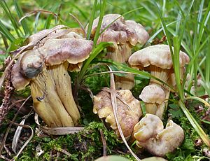 2008-08-12 Cantharellus amethysteus 19170 cropped.JPG