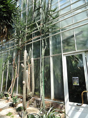 Acanthocereus baxaniensis - Botanischer Garten München-Nymphenburg - DSC07929.JPG