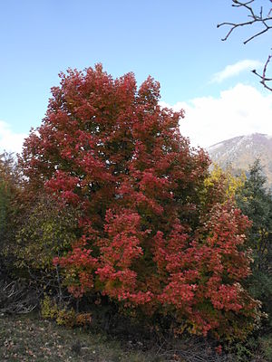 Schneeball-Ahorn (Acer opalus)