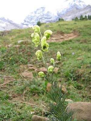 Gift-Eisenhut (Aconitum anthora)