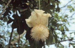 Affenbrotbaum (Adansonia digitata), Blüte.