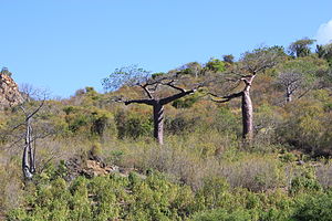 Adansonia suarezensis nahe Montagne des Francais, Nordmadagaskar
