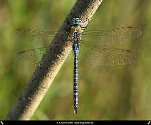 Südliche Mosaikjungfer (Aeshna affinis), Männchen