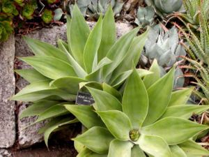 Agave attenuata