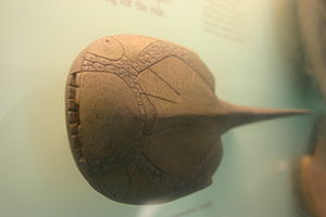 Modell von Drepanaspis gemuendensis im Smithsonian National Museum of Natural History.