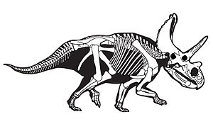 Skelettrekonstruktion von Agujaceratops mariscalensis. Aus Samson et al., 2010[1]