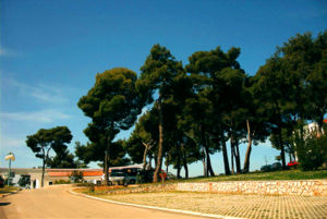 Aleppo-Kiefer (Pinus halepensis), in Vrsar (Orsera) in Istrien.