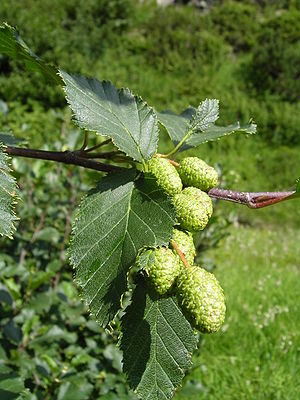 Fruchtstände der Grün-Erle (Alnus viridis)