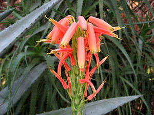Blütenstand der Aloe × spinosissima