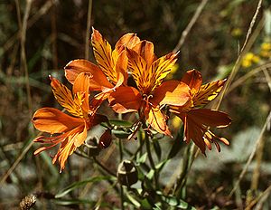 Alstroemeria aurea in Chile