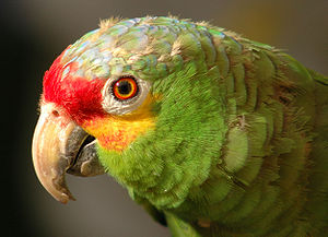 Amazona autumnalis -upper body-8a.jpg