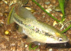 Ameca-Kärpfling (Ameca splendens)