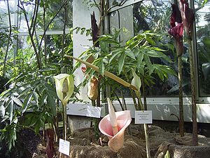 Mehrere Amorphophallus-Arten