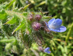 Acker-Ochsenzunge (Anchusa arvensis)