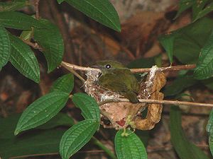 Araripepipra (Weibchen) am Nest