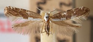 genadelte Argyresthia spinosella