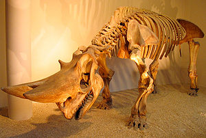 Skelett von Arsinoitherium zitteli im Natural History Museum.