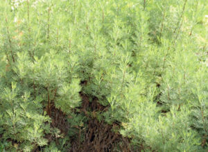 Eberraute  (Artemisia abrotanum)