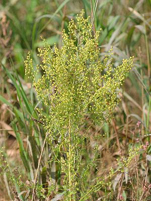 Einjähriger Beifuß (Artemisia annua)