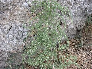 Asparagus acutifolius habito.jpg