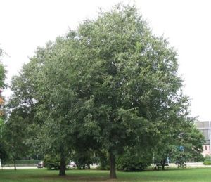 Europäischer Zürgelbaum (Celtis australis)