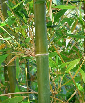 Bambusa oldhamii.