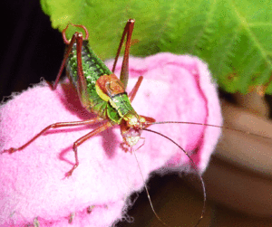 Laubholz-Säbelschrecke (Barbitistes serricauda), ♂