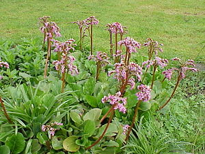 Bergenia stracheyi1.jpg