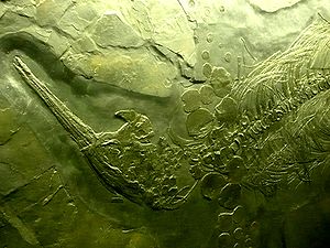 Fossil von Besanosaurus leptorhynchus
