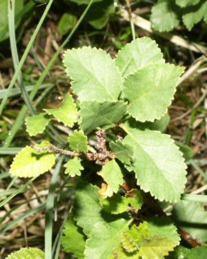 Strauch-Birke (Betula humilis)