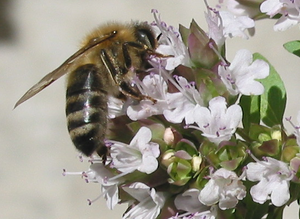 Eine Honigbiene auf einer Majoran-Blüte