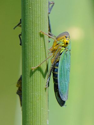 Binsenschmuckzikade (Cicadella viridis), Weibchen