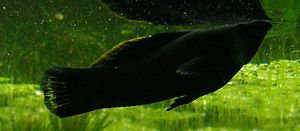 Black Molly, schwarze Zuchtform des Spitzmaulkärpflings