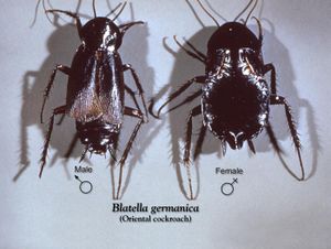 Männchen und Weibchen der Gemeinen Küchenschabe (Blatta orientalis)