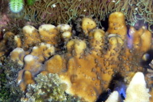 Blaue Koralle in einem Aquarium