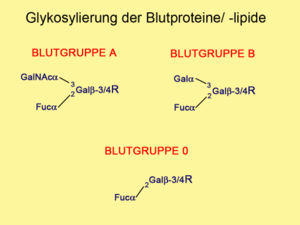 Glykosylierung der Blutproteine/-lipide