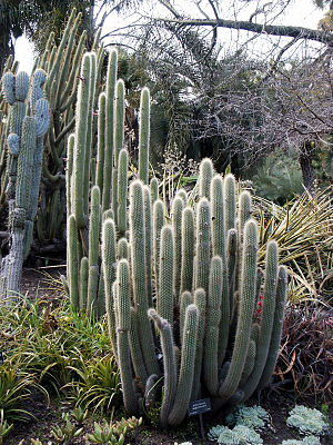 Borzicactus Websteramus, Cleistocactus, Huntington Desert Garden.jpg