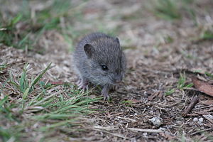 Broad toothed mouse 3.JPG