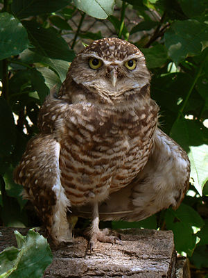 Burrowing Owl3.jpg