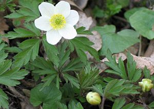 Busch-Windröschen (Anemone nemorosa)