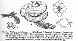 Ceylonwühle, Larve, brütendes Weibchen und Eier. Zeichnung aus Hans Gadow: Amphibia and Reptiles.,1909, MacMillan & Co.