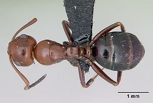 Hohlrückige Holzameise (Camponotus lateralis)