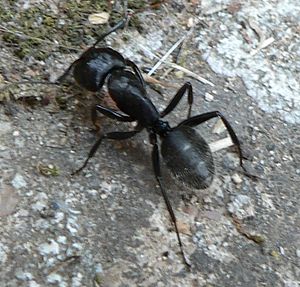 Haarige Holzameise (Camponotus vagus)